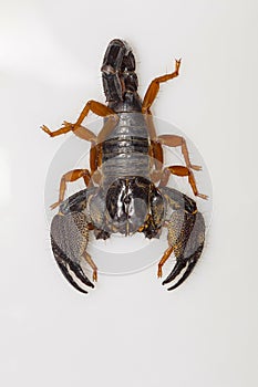 A large burrowing scorpion of the genus Heterometrus