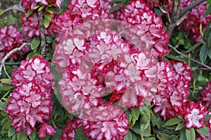 A large bush blooming Rhododendron in the garden