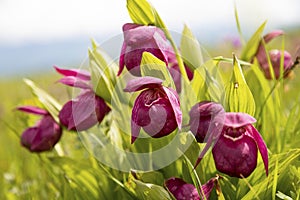 Large bush Cypripedium calceolus close up on  sunny summer day, Tunkinskaya valley, Buryatia, Russia