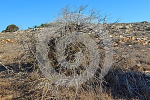 Large bush of dry plants