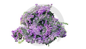 Large bush flowering of purple flowers landscape.