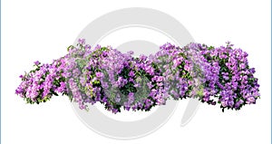 Large bush flowering of purple flowers landscape plant isolated