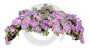 Large bush flowering of purple flowers landscape plant isolated