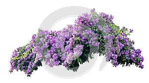 Large bush flowering of purple flowers landscape plant isolated