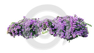 Large bush flowering of purple flowers landscape plant isolated