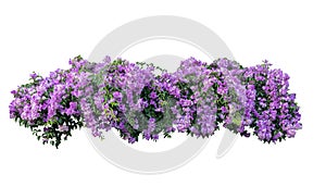 Large bush flowering of purple flowers landscape plant isolated