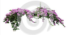 Large bush flowering  of purple flowers landscape plant isolated on white background.