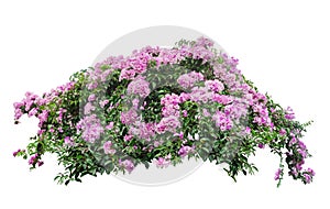 Large bush flowering  of purple flowers landscape plant isolated on white background.