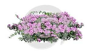 Large bush flowering  of purple flowers landscape plant isolated on white background.