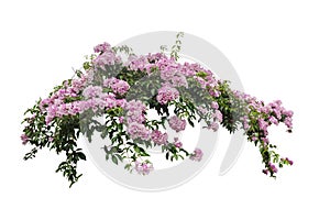 Large bush flowering  of purple flowers landscape plant isolated on white background.