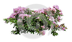 Large bush flowering  of purple flowers landscape plant isolated on white background.