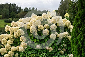 Large bush of hydrangea with white flowers in the summer garden