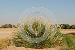 Large bush of Ornamental grass growing in the desert photo