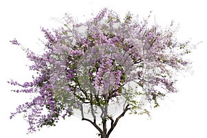Large bush tree purple flower isolated on white background.