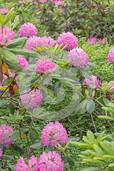 Large bushes of alpine rose. The pink rhododendron has blossomed