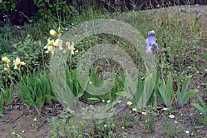 Large bushes of blooming blue, yellow irises grow on the street, near the street courtyard near the house.