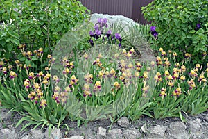 Large bushes of blooming purple-yellow irises grow on the street, near the street courtyard near the house.