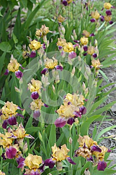 Large bushes of blooming purple-yellow irises grow on the street, near the street courtyard near the house.