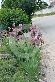 Large bushes of blooming purple-yellow irises grow on the street, near the street courtyard near the house.