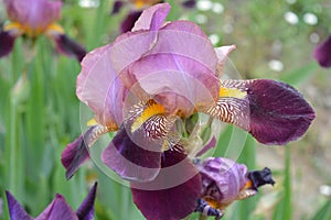 Large bushes of blooming purple-yellow irises grow on the street, near the street courtyard near the house.