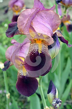 Large bushes of blooming purple-yellow irises grow on the street, near the street courtyard near the house.