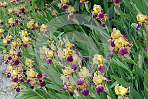 Large bushes of blooming purple-yellow irises grow on the street, near the street courtyard near the house.