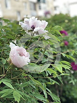 Large bushes of peonies with white flowers