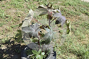 Large bushes of Ricinus. A plant from which castor oil is made.