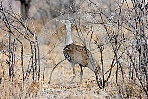 Large Bustard, Ardeotis kori,in the Etosha National Park, Namibia