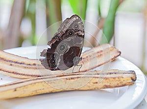 Large butterfly with dark wings and eye spots on underside