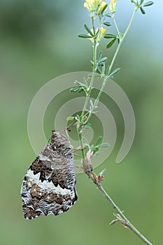 Large butterfly Laminitis populi