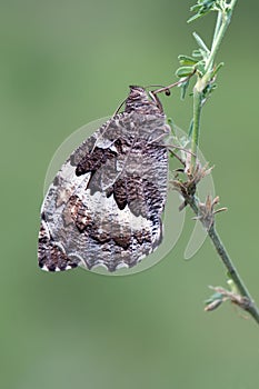 Large butterfly Laminitis populi photo