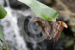 Large butterfly on a leaf