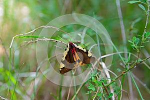 large butterfly , a moth on a green grass