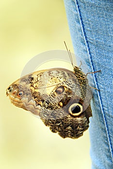 large butterfly sits on denim trousers close-up. Fashion clothes.