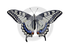 A large butterfly sits on a flower with wings spread. Swallowtail butterfly isolate on white background