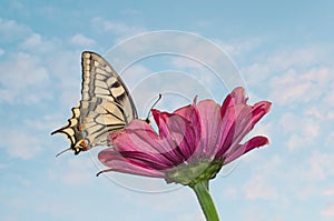 A large butterfly sits on an magenta Zinnia flower. Papilio machaon, the Old World swallowtail, is a butterfly of the