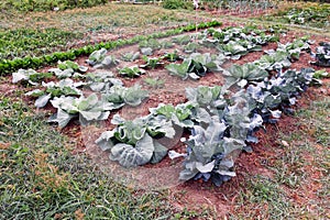 Large Cabbage Patch