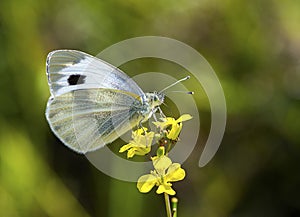 Large cabbage white butterfly on the bunch of brassicae flower