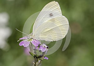 A large cabbage white butterfly on a flower