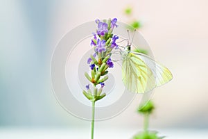 Large Cabbage White butterfly on lavender