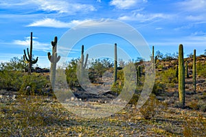 Large cacti in Arizona against a blue sky, desert landscape. Saguaro Cactuses (Carnegiea gigantea