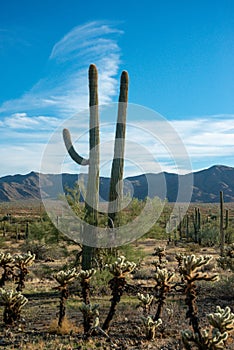 Large cacti in Arizona against a blue sky, desert landscape. Saguaro Cactuses (Carnegiea gigantea) in desert
