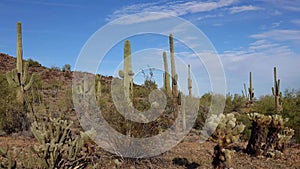 Large cacti in Arizona against a blue sky, desert landscape. Saguaro Cactuses Carnegiea gigantea in desert, USA