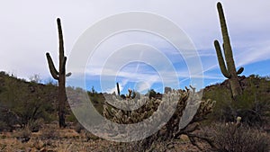 Large cacti in Arizona against a blue sky, desert landscape. Saguaro Cactuses Carnegiea gigantea in desert, USA