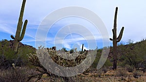 Large cacti in Arizona against a blue sky, desert landscape. Saguaro Cactuses Carnegiea gigantea in desert, USA