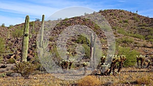 Large cacti in Arizona against a blue sky, desert landscape. Saguaro Cactuses Carnegiea gigantea in desert, USA