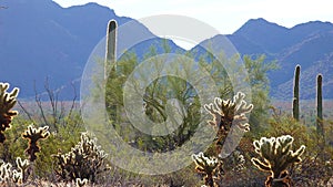 Large cacti in Arizona against a blue sky, desert landscape. Saguaro Cactuses Carnegiea gigantea in desert, USA