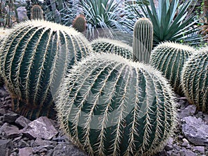 Large cacti