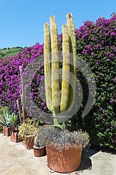 Large cactus